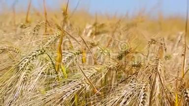 <strong>黄穗</strong>特写在田野里，荡着风.. 小麦的收获